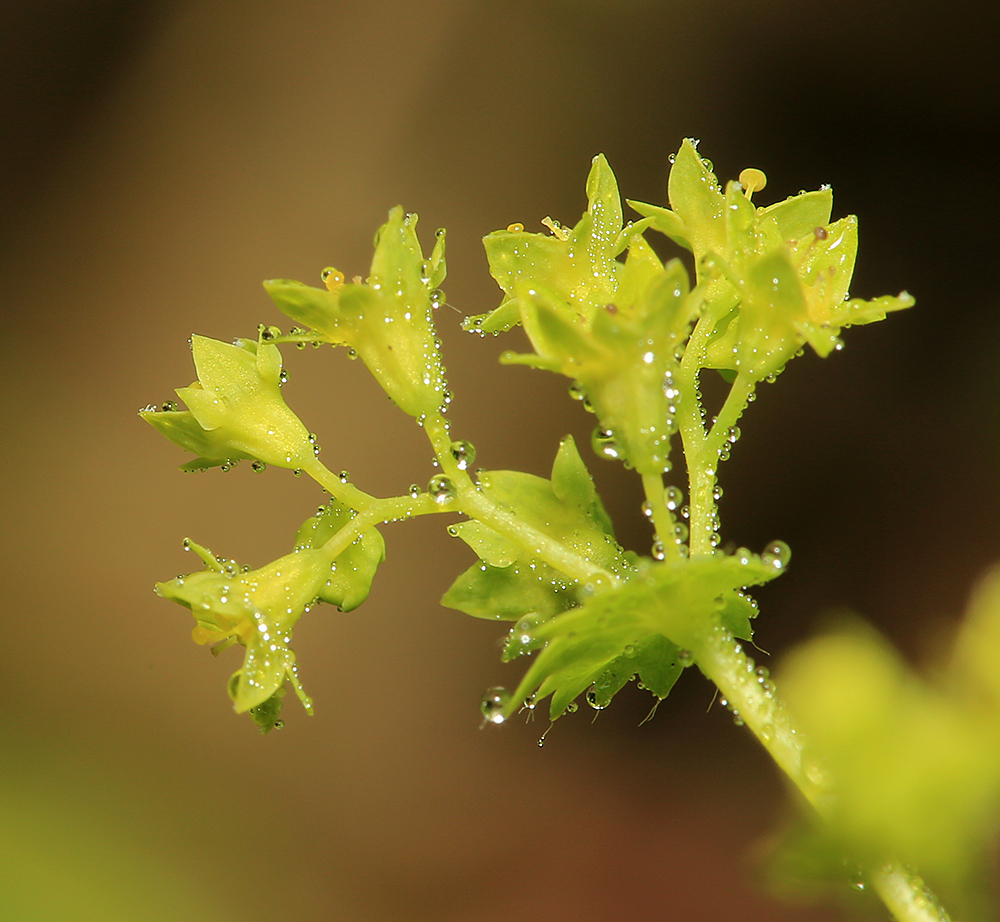 Image of Alchemilla micans specimen.