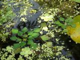 Trapa natans. Плавающие розетки молодого растения среди Lemna minor, Callitriche palustris, Pistia stratiotes. Московская обл., Ленинский г. о., СНТ \"Берёзка\", пруд на садовом участке. 30.06.2020.