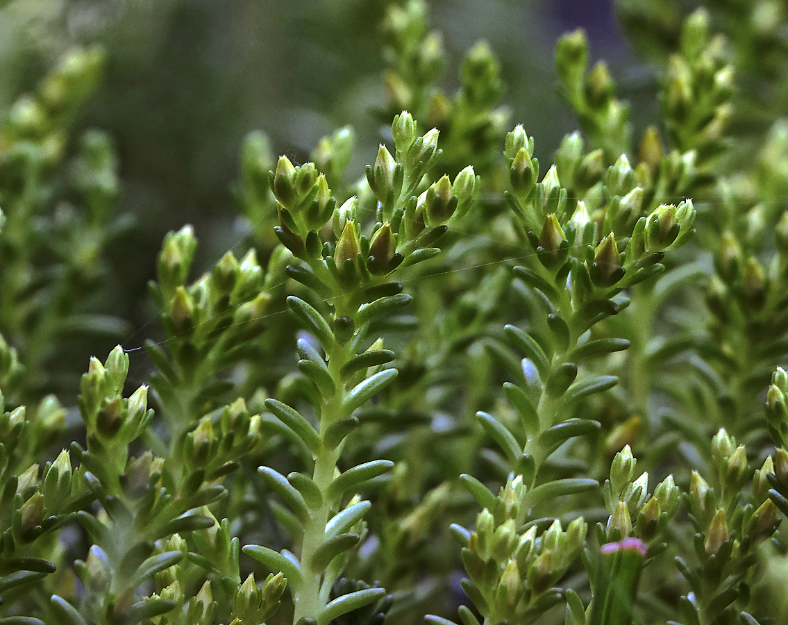 Image of Sedum sexangulare specimen.