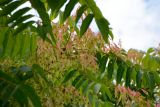 Ailanthus altissima