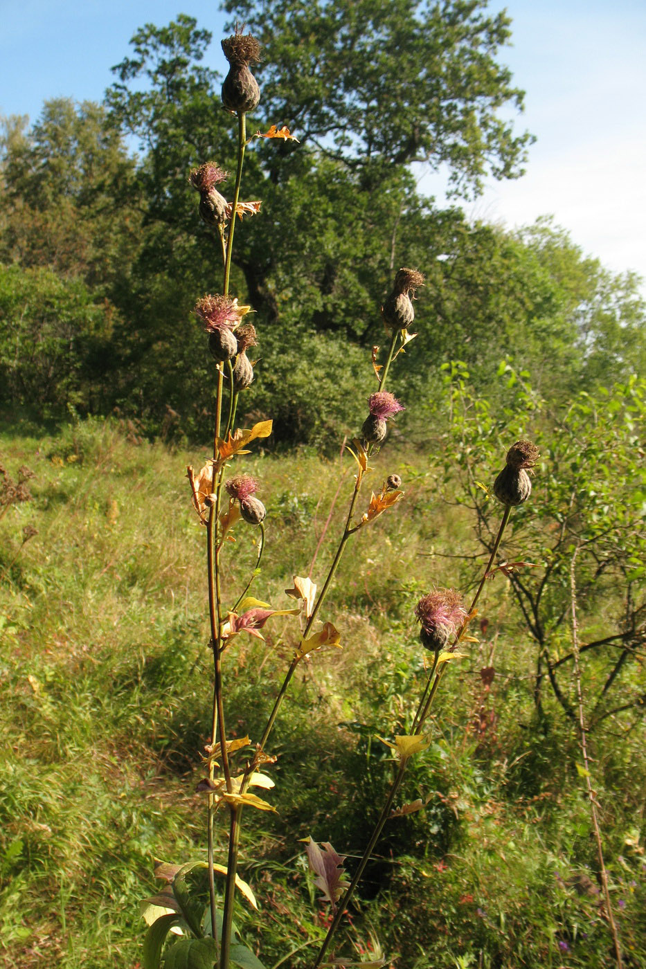 Изображение особи Serratula coronata.