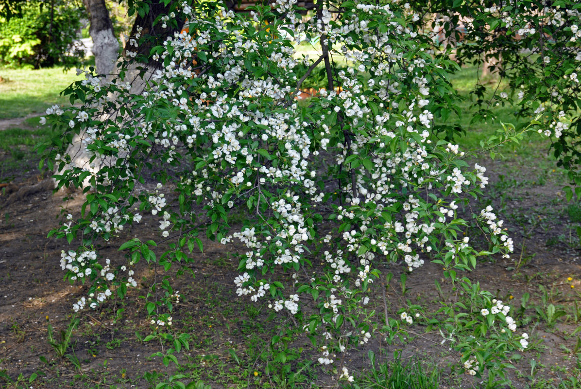 Изображение особи Malus prunifolia.