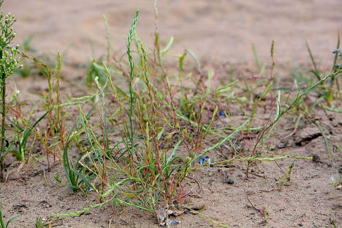 Изображение особи Corispermum declinatum.