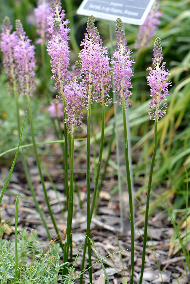 Image of Scilla scilloides specimen.