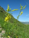 Melilotus officinalis. Верхушка цветущего растения. Казахстан, Западный Алтай, правая сторона р. Бухтарма ниже слияния с р. Берель, степной склон вост. экспозиции, у тропы. 27 июня 2019 г.