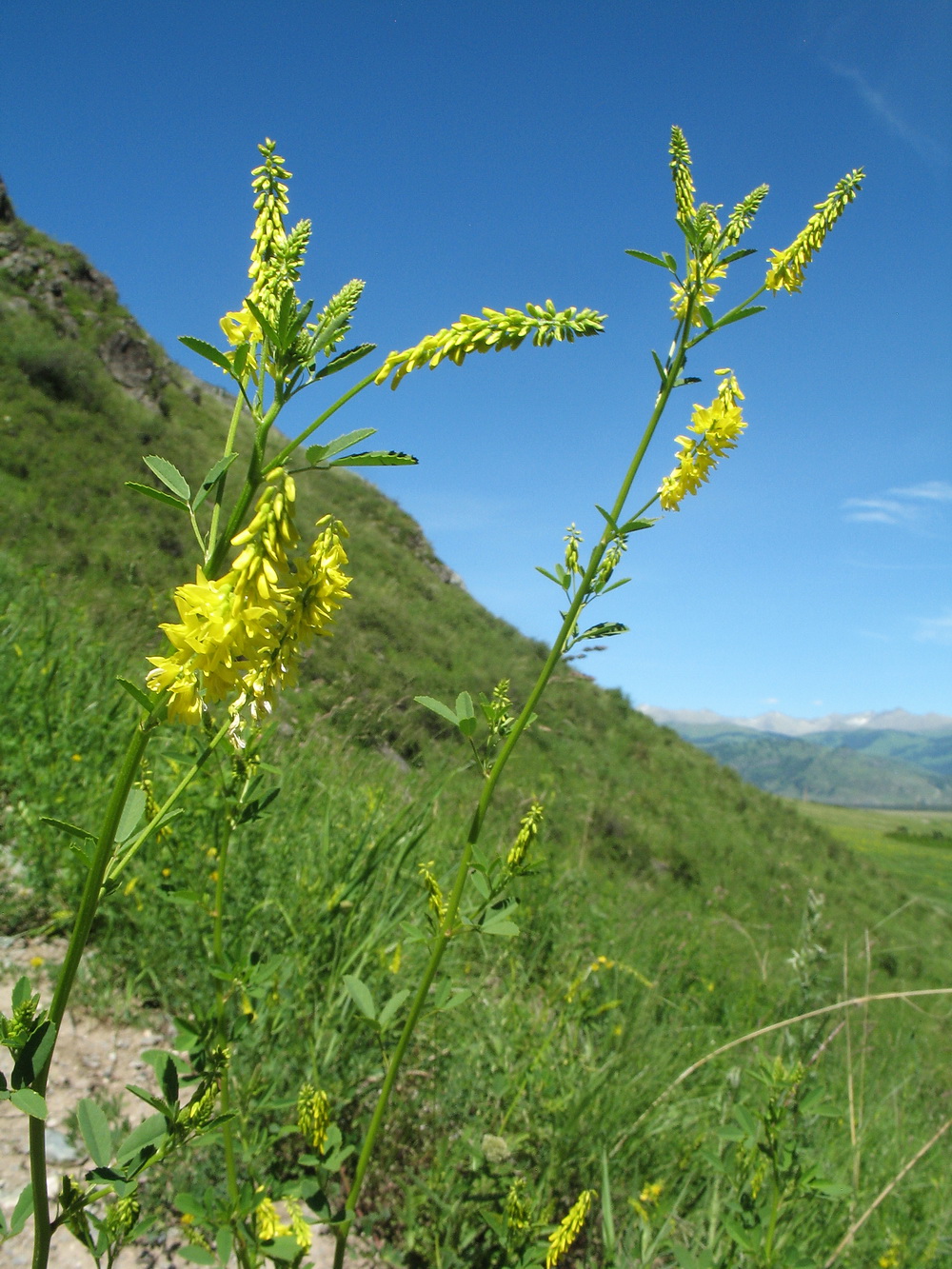 Изображение особи Melilotus officinalis.