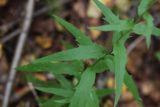 Hieracium umbellatum. Средняя часть растения. Костромская обл., Кологривский р-н, окр. деревни Козлово, молодой лес, состоящий почти из берез, небольшая поляна. 28 августа 2020 г.