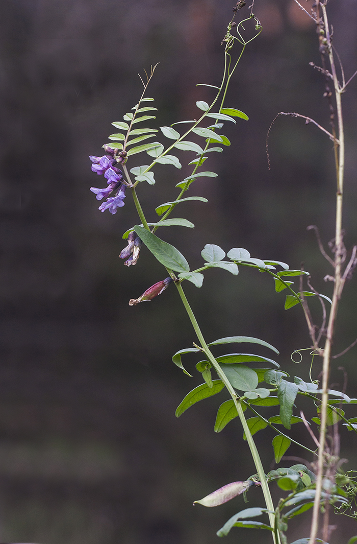 Image of Vicia sepium specimen.