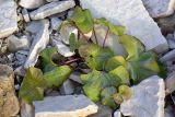 Petasites radiatus