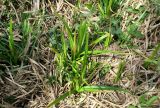 Scirpus sylvaticus. Молодые листья. Новая Москва, дер. Ярцево, берег пруда. 03.05.2019.