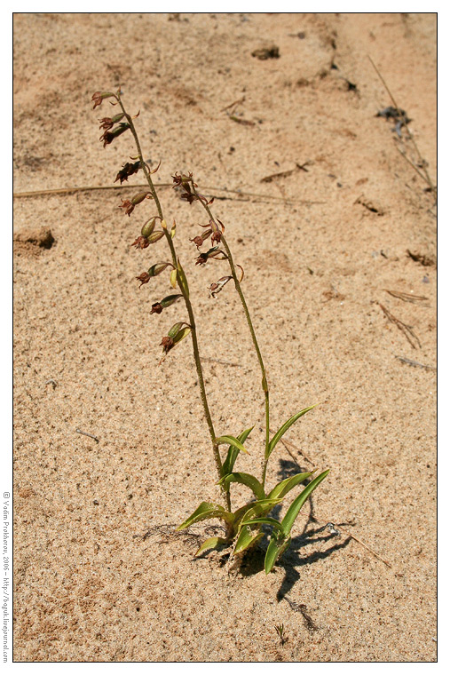 Изображение особи Epipactis atrorubens.