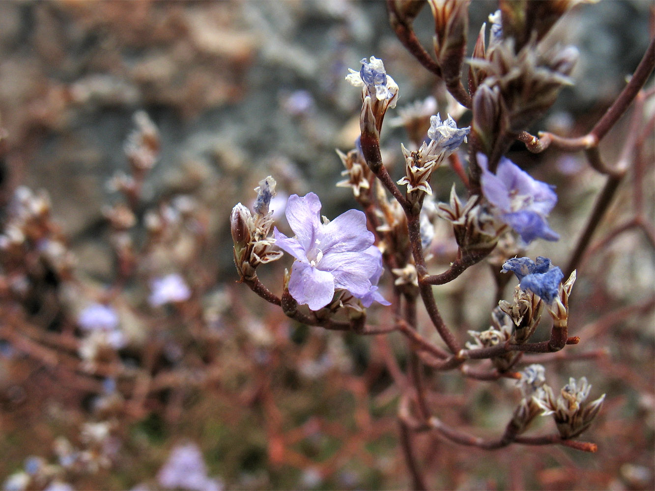 Изображение особи Limonium anfractum.