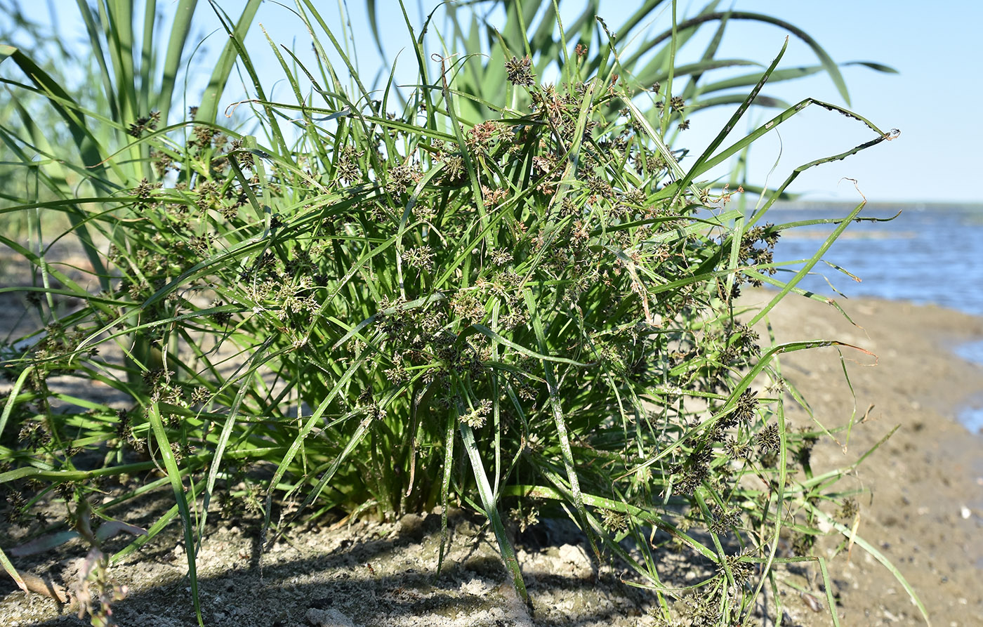 Изображение особи Cyperus fuscus.