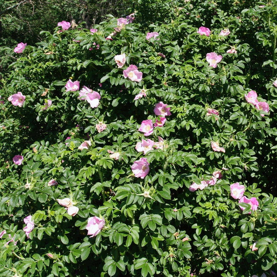 Image of Rosa rugosa specimen.