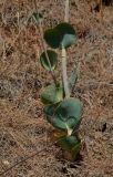 Eryngium thorifolium