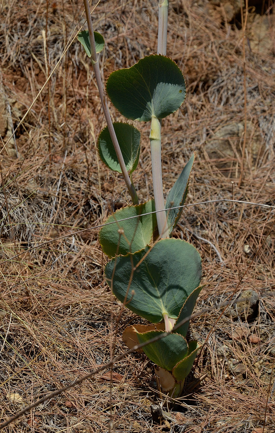 Image of Eryngium thorifolium specimen.