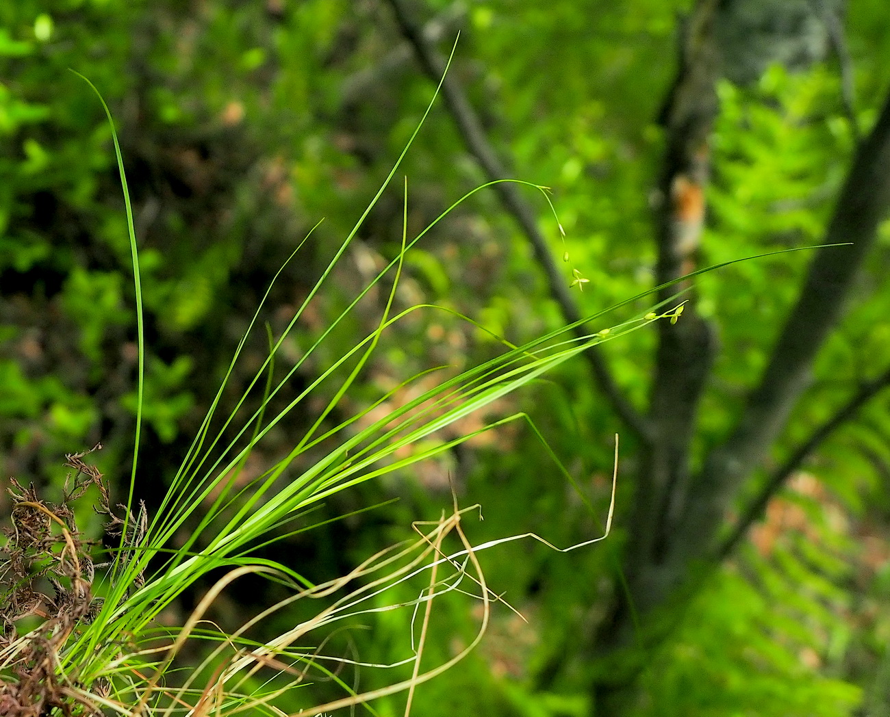 Изображение особи Carex disperma.