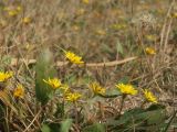 Taraxacum bessarabicum