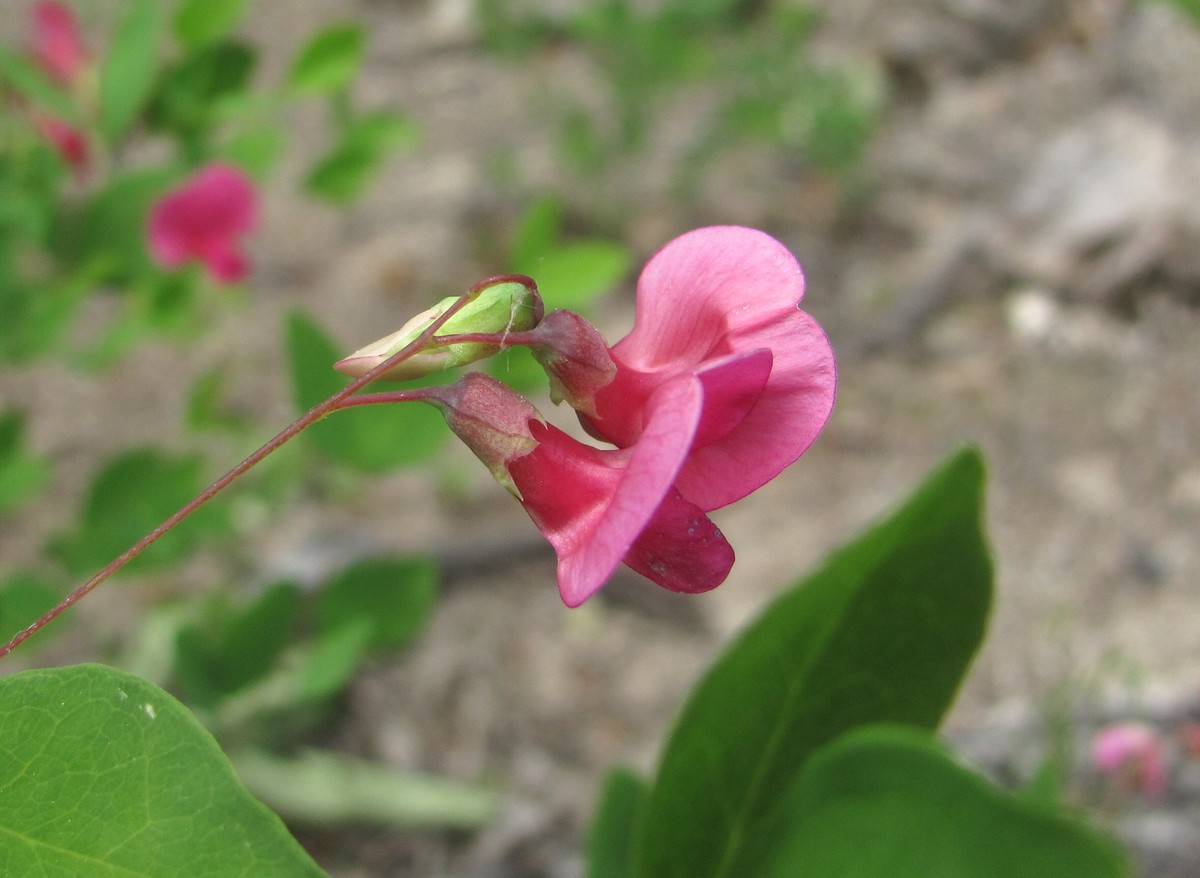 Изображение особи Lathyrus roseus.