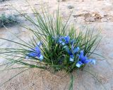 Iris tenuifolia. Цветущее растение. Казахстан, Туркестанская обл., Сузакский р-н, Западная Бетпак-Дала, окр. пос. Кыземшек (бывш. Степной), песчаный бугор среди равнинной полынно-боялычной пустыни. 14 апреля 2021 г.