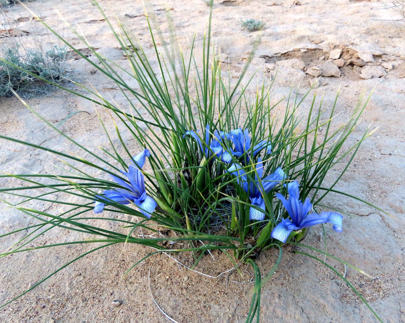 Image of Iris tenuifolia specimen.