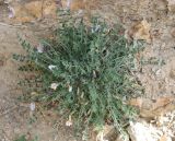 Astragalus montis-aquilis