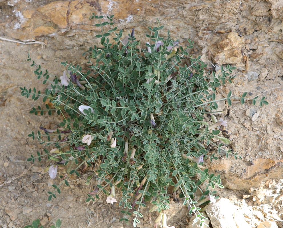 Изображение особи Astragalus montis-aquilis.