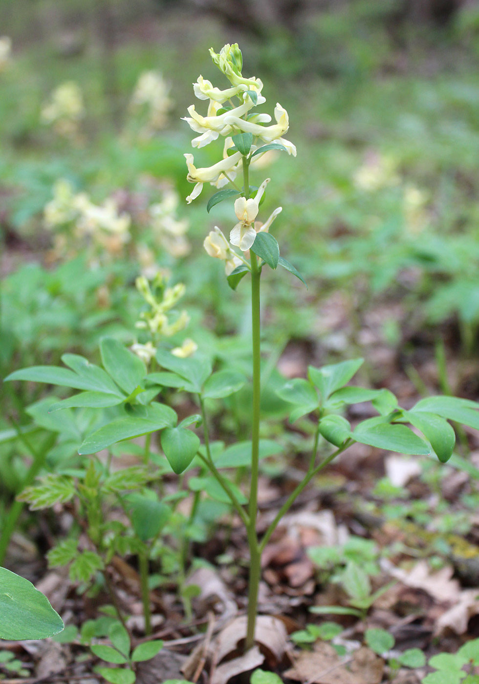 Image of Corydalis marschalliana specimen.