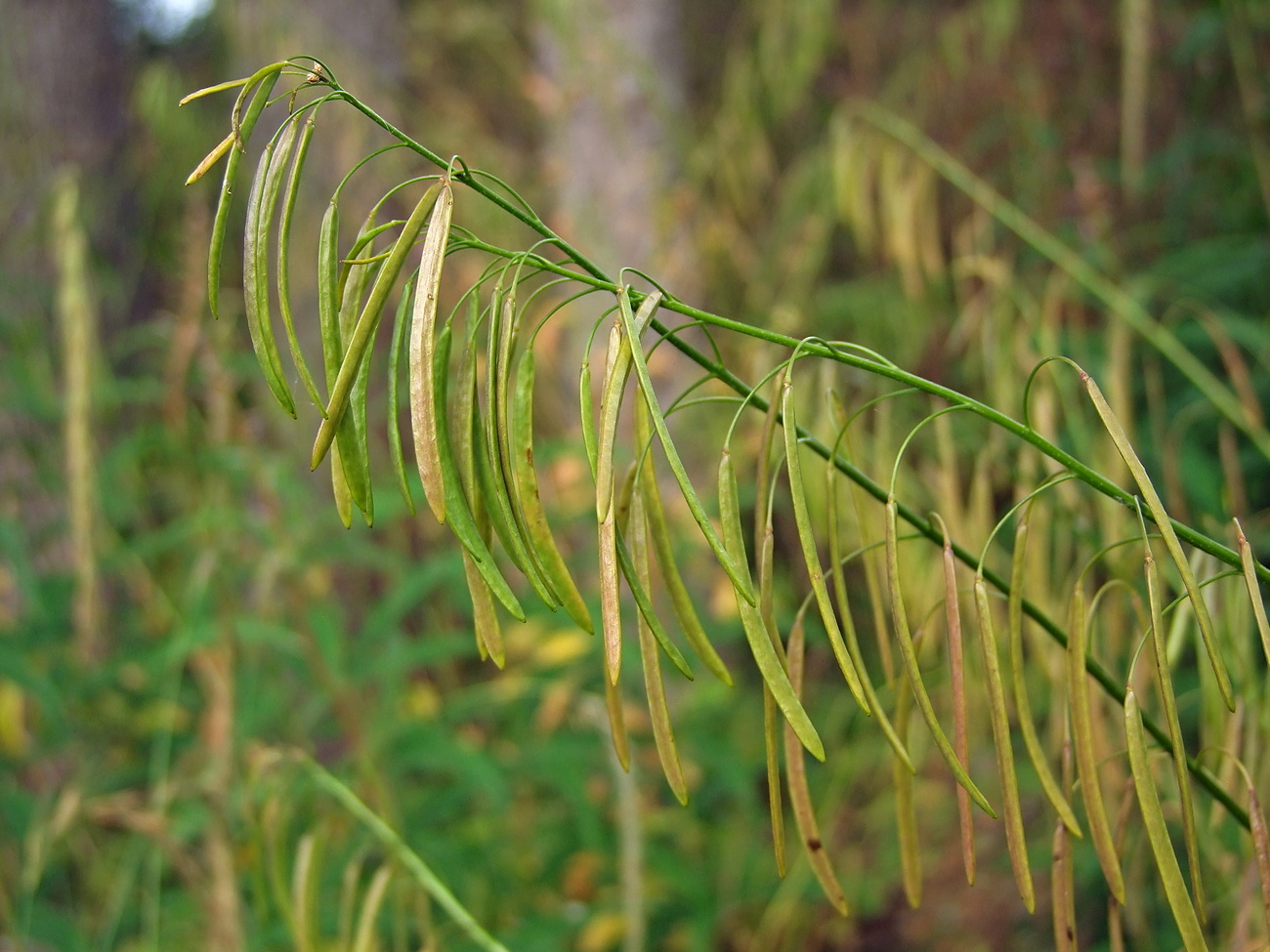 Image of Arabis pendula specimen.