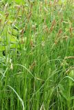 Carex hirta