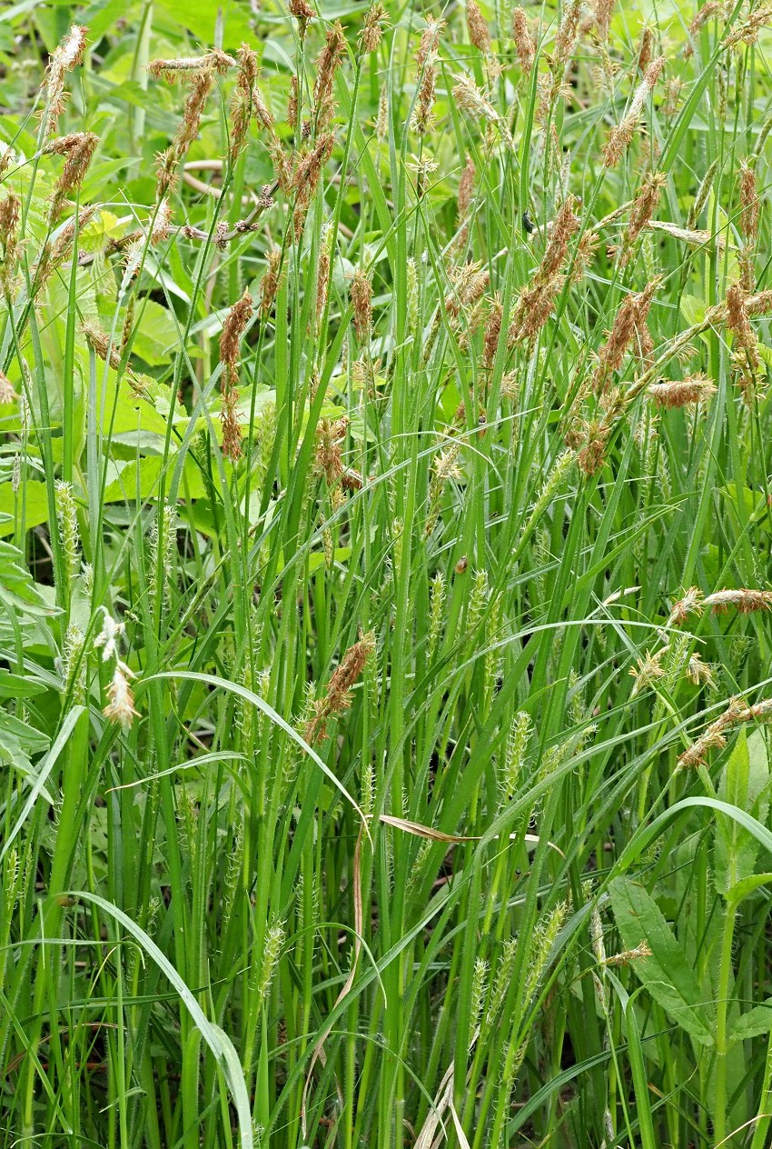 Image of Carex hirta specimen.