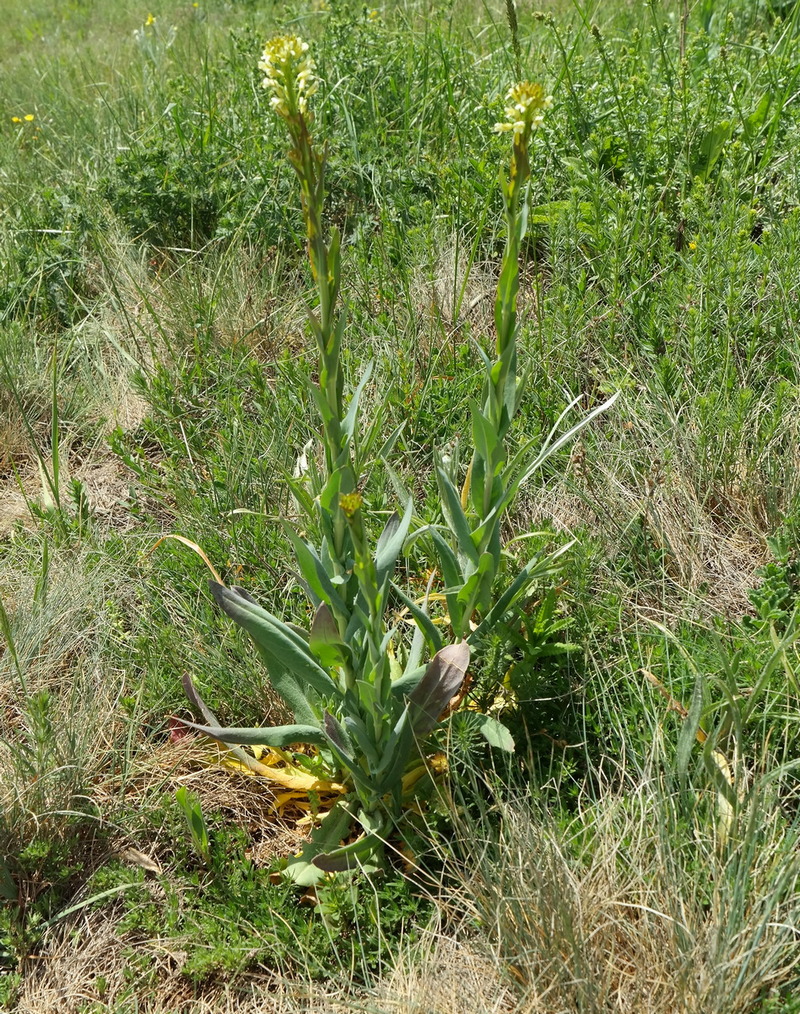 Изображение особи Turritis glabra.