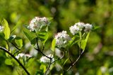 Aronia arbutifolia. Побеги с соцветиями. Санкт-Петербург, Петроградский р-н, Ботанический сад им. Петра Великого, в культуре. 01.06.2021.