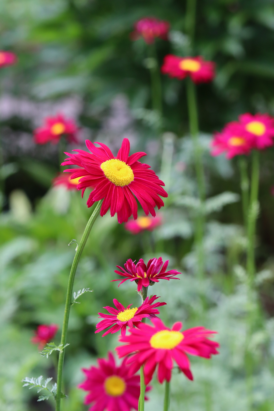 Image of Pyrethrum coccineum specimen.