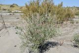 Astragalus chodshenticus