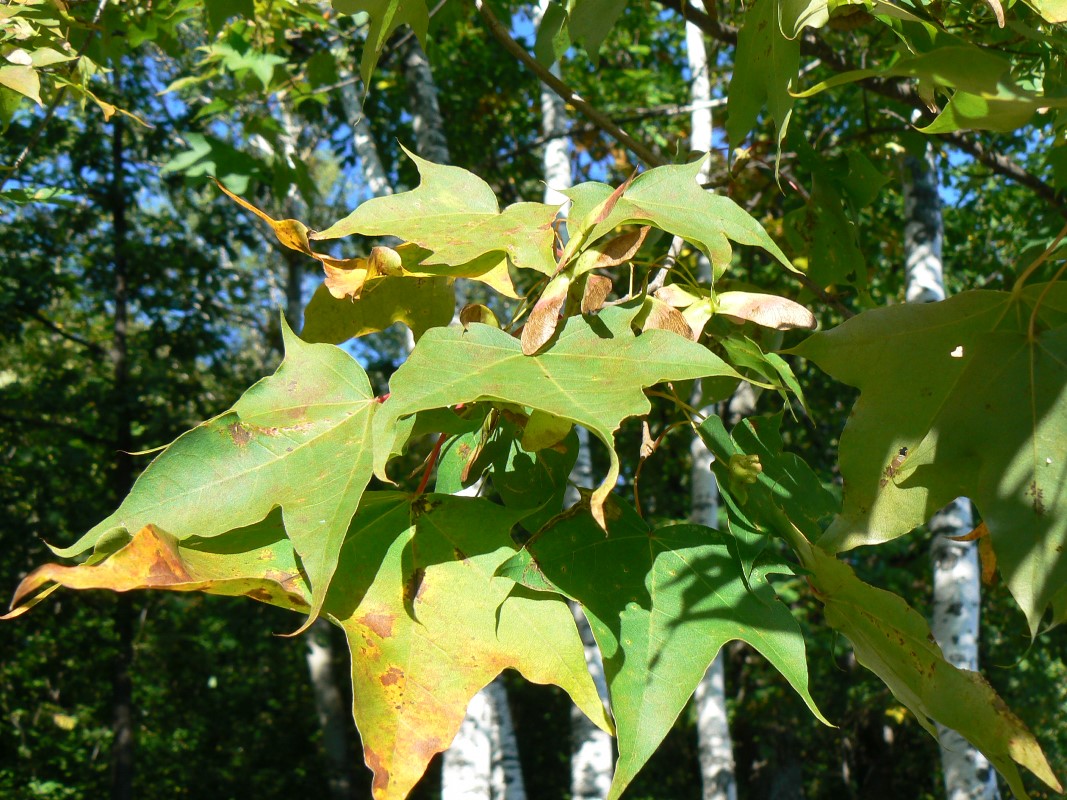 Image of Acer mono specimen.