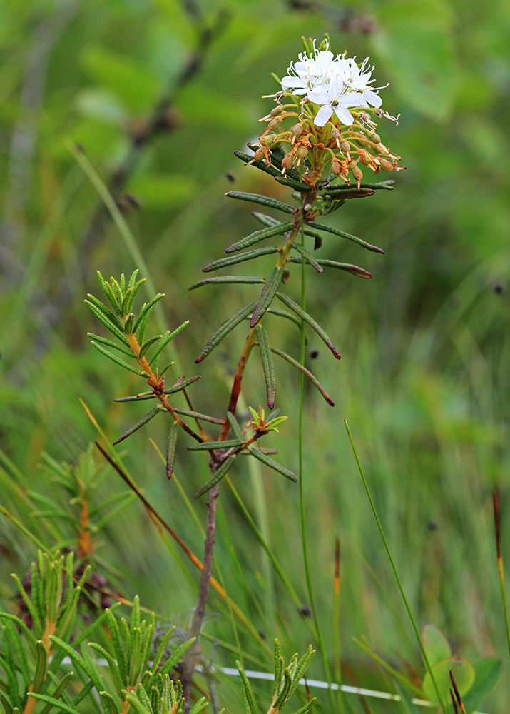 Image of Ledum subulatum specimen.