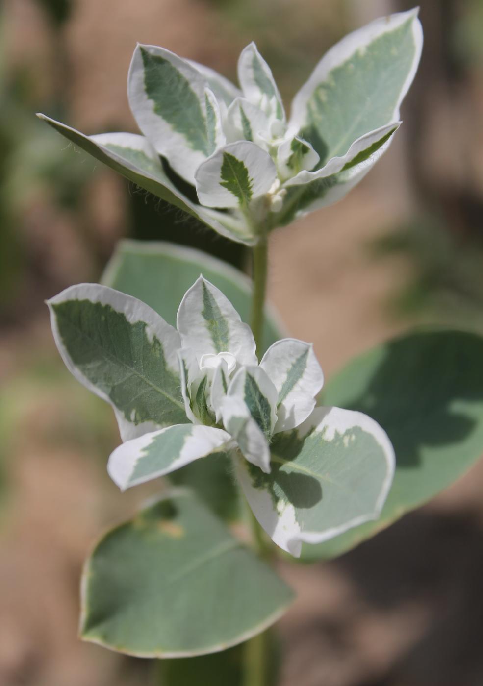 Image of Euphorbia marginata specimen.