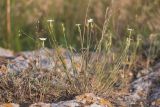 Dianthus pallens. Цветущие растения. Крым, Керченский п-ов, Караларский природный парк, окр. бухты Коровья, в расщелине скалы. 03.07.2021.