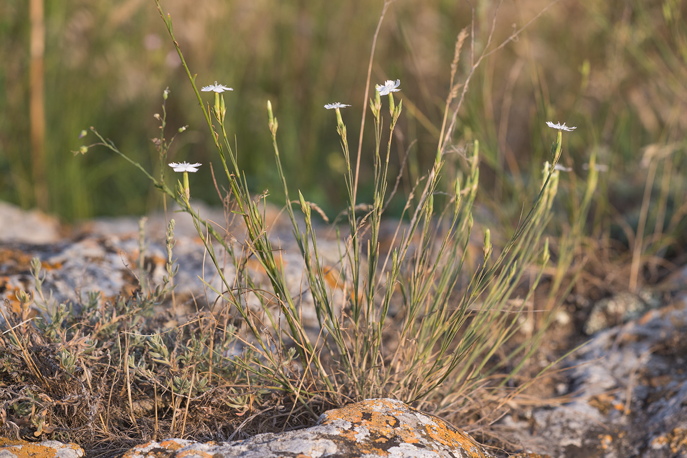 Изображение особи Dianthus pallens.