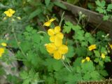 Chelidonium asiaticum
