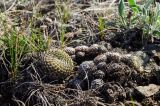 Orostachys spinosa. Вегетирующие растения. Челябинская обл., Троицкий р-н, Троицко-Совхозное сельское поселение, окр. пос. Скалистый, долина р. Уй, каменистый склон прибрежного скальника, степь. 4 мая 2021 г.