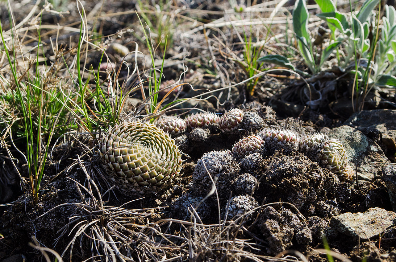 Изображение особи Orostachys spinosa.