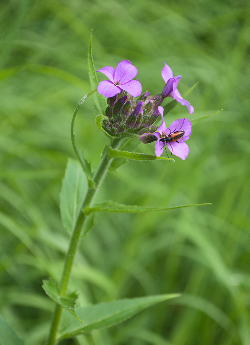 Image of Hesperis sibirica specimen.