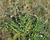 Echinops saksonovii