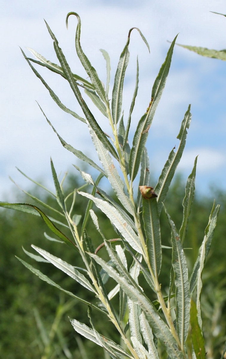 Image of Salix viminalis specimen.