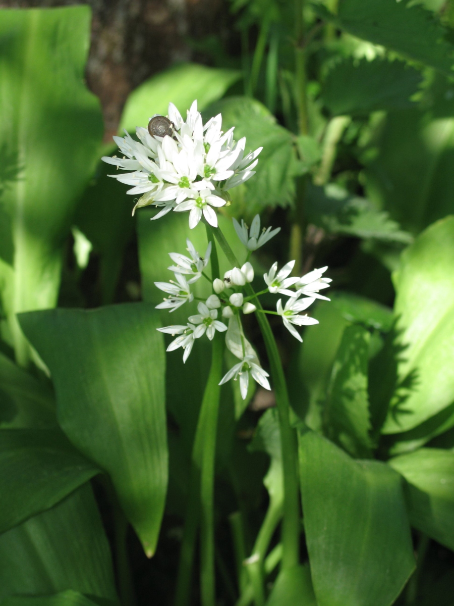 Image of Allium ursinum specimen.