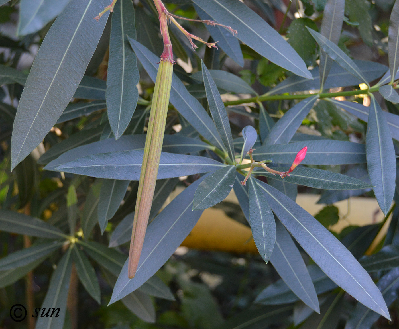 Изображение особи Nerium oleander.