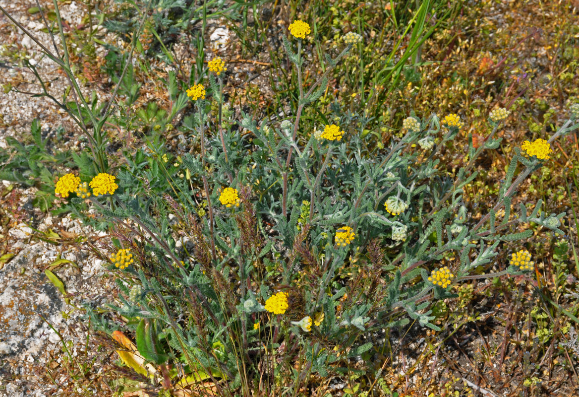 Image of Achillea taurica specimen.