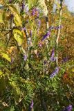Vicia cracca
